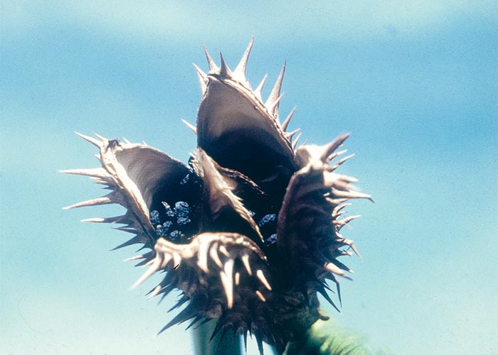 Central Nervous System