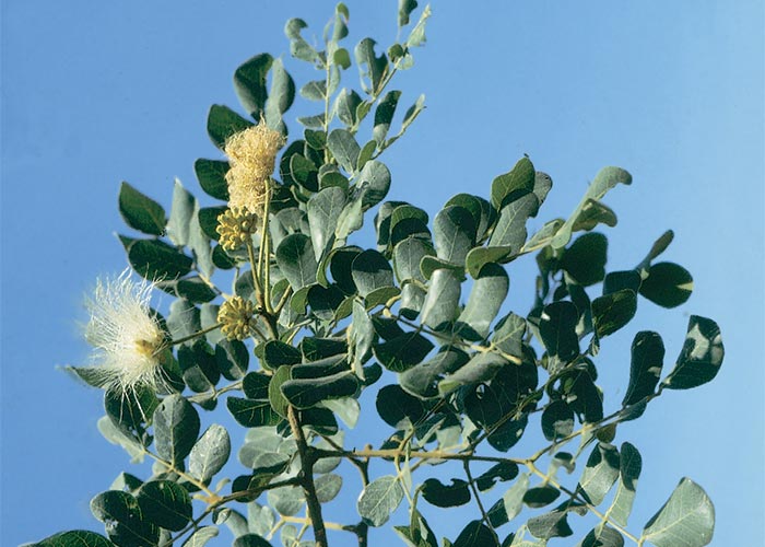 Central Nervous System