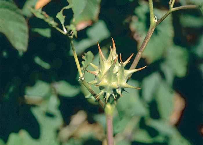 Central Nervous System