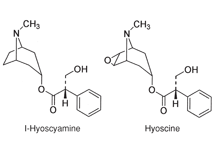 Central Nervous System