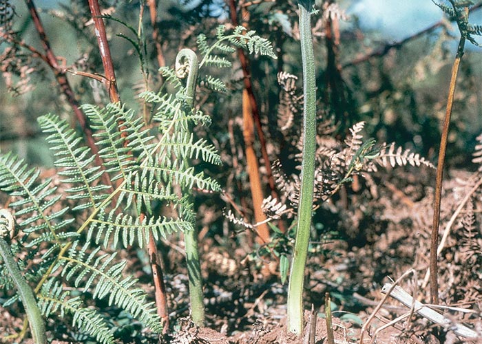 Central Nervous System