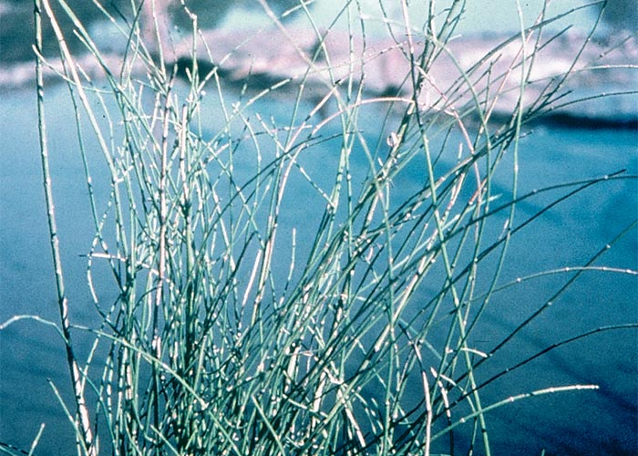 Central Nervous System