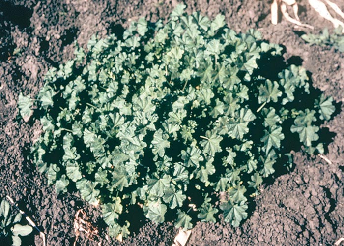 Central Nervous System