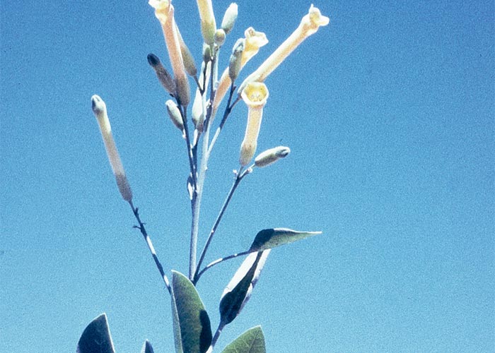 Central Nervous System