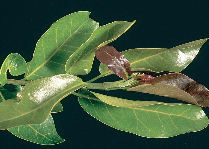 Central Nervous System