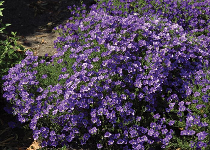 Central Nervous System