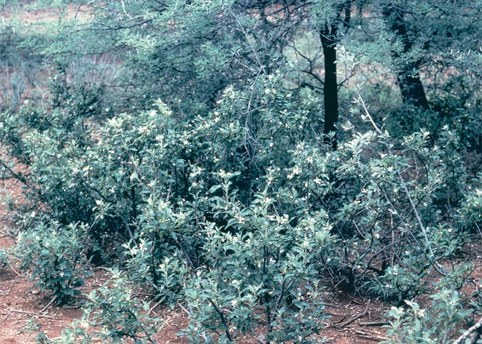 Central Nervous System
