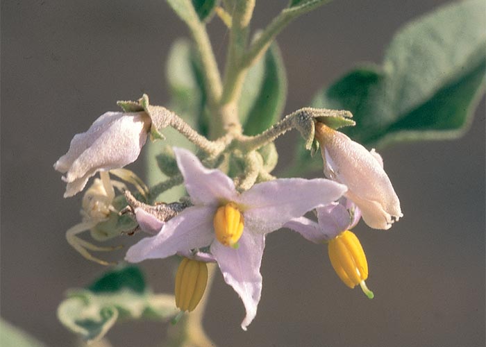Central Nervous System