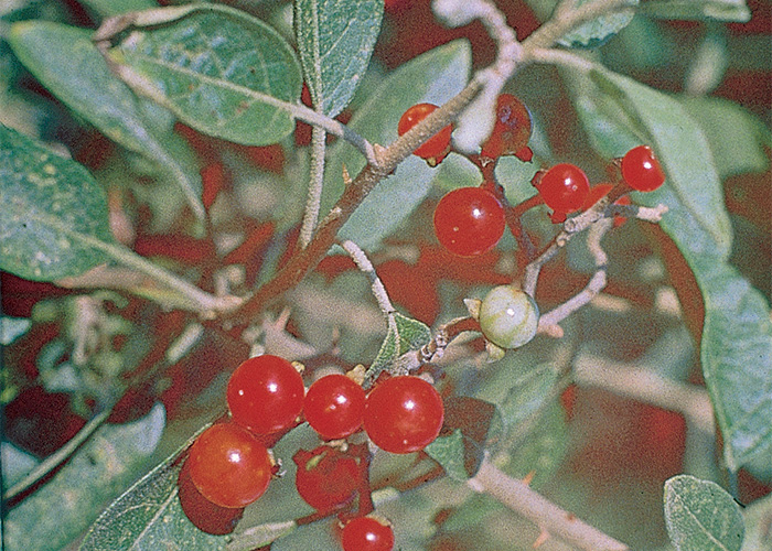Central Nervous System