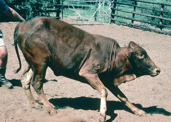 Central Nervous System