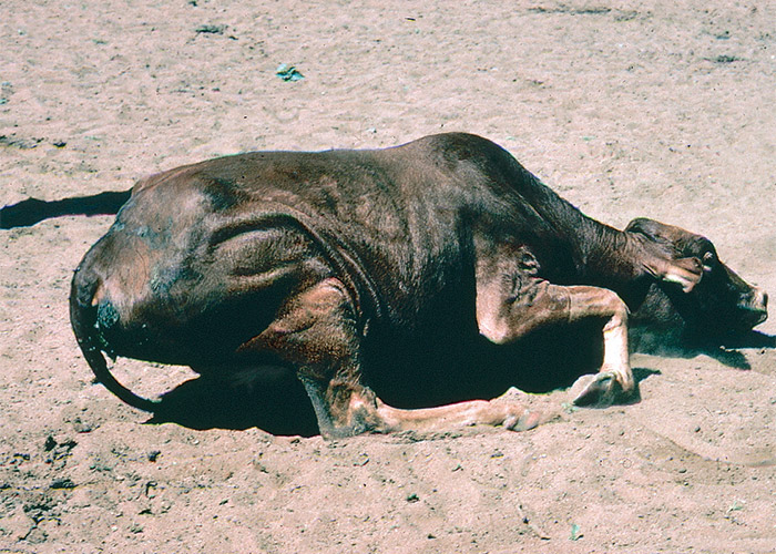 Central Nervous System