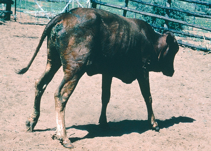 Central Nervous System
