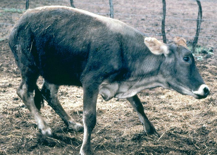 Central Nervous System