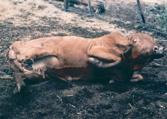 Central Nervous System