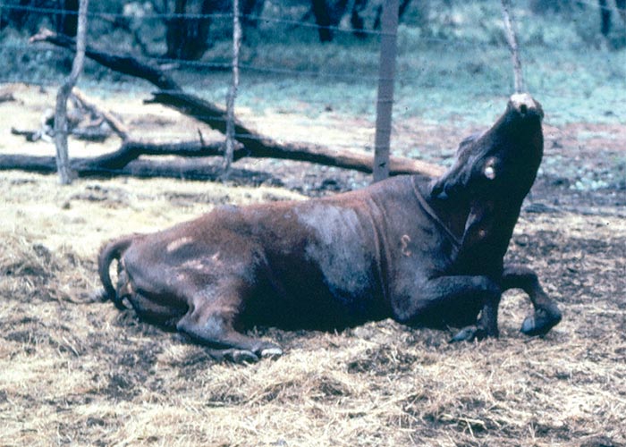 Central Nervous System