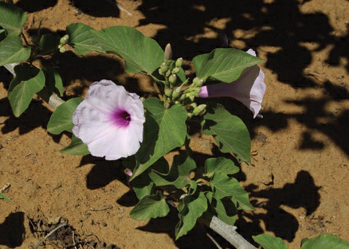 Central Nervous System