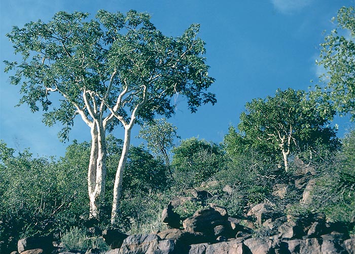 Central Nervous System