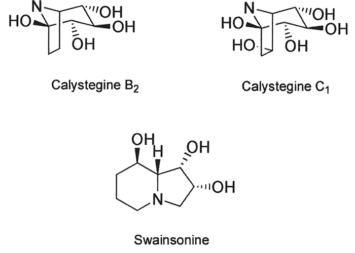 Central Nervous System
