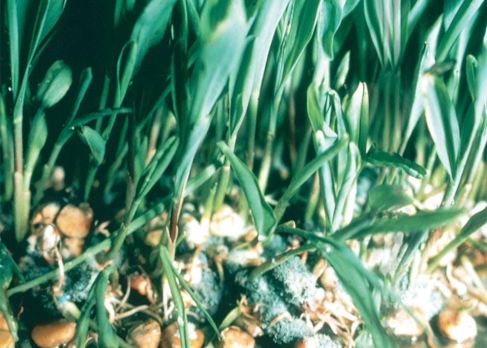 Central Nervous System