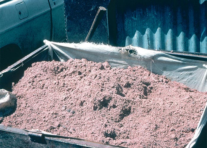 Central Nervous System