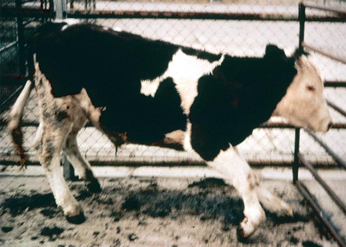 Central Nervous System