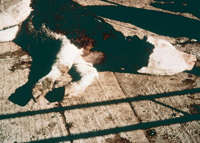 Central Nervous System