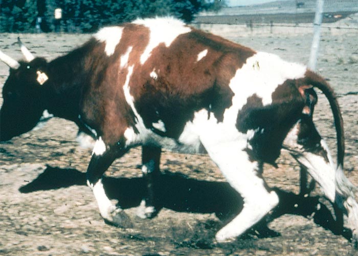 Central Nervous System