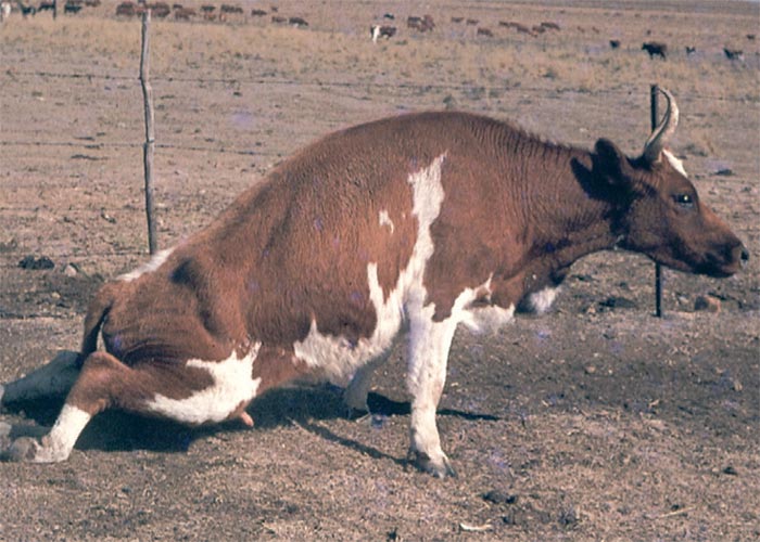 Central Nervous System