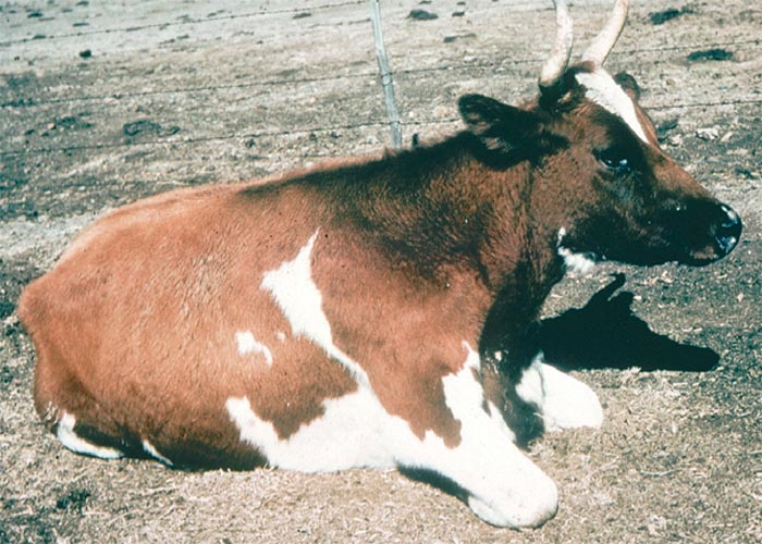 Central Nervous System
