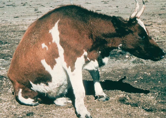 Central Nervous System