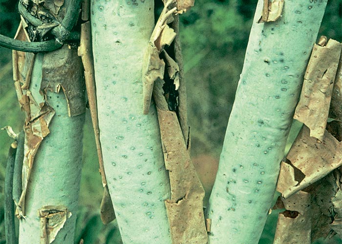 Central Nervous System