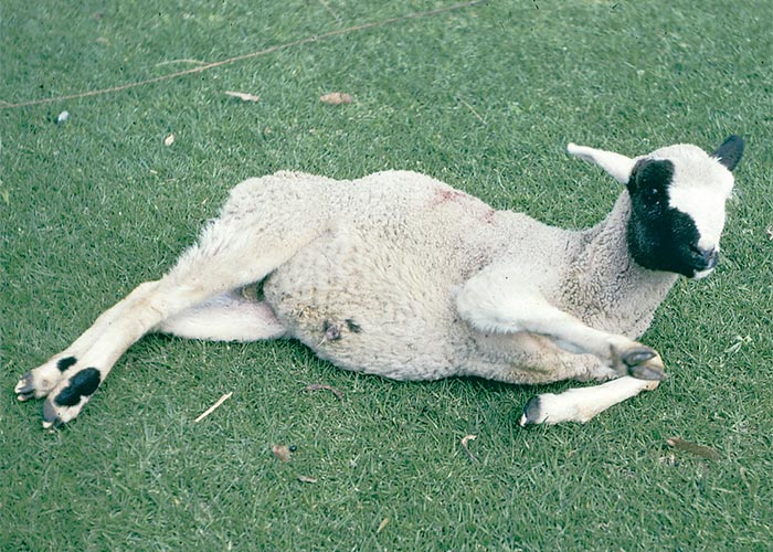 Central Nervous System