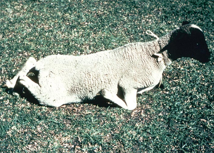 Central Nervous System