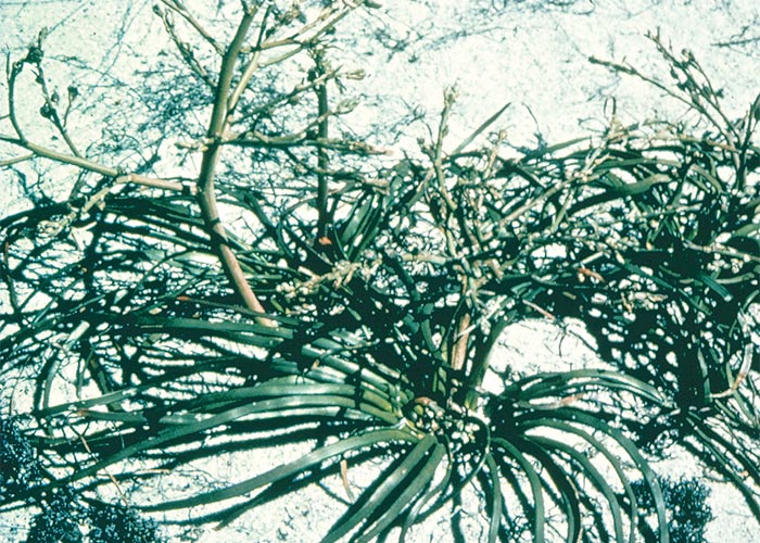 Central Nervous System