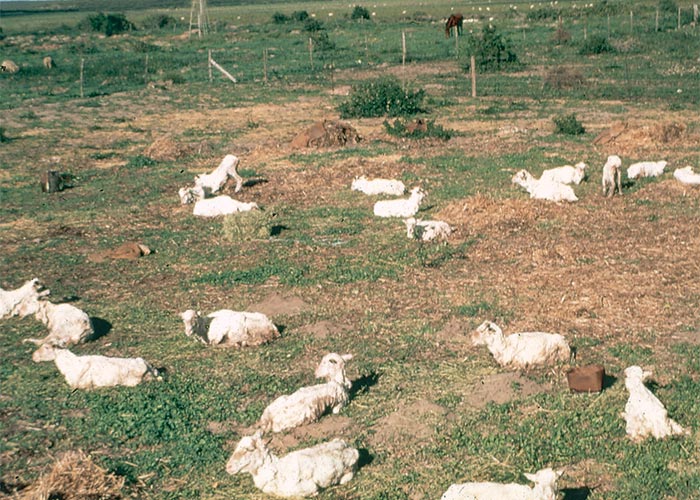 Central Nervous System