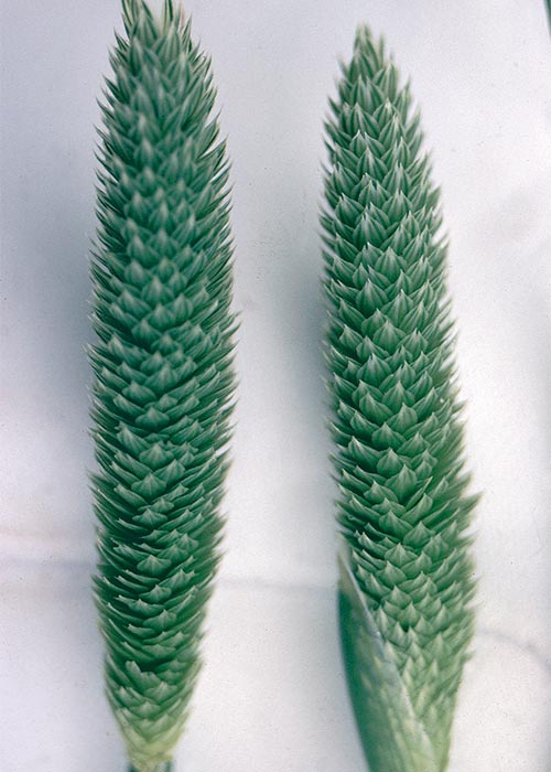 Central Nervous System