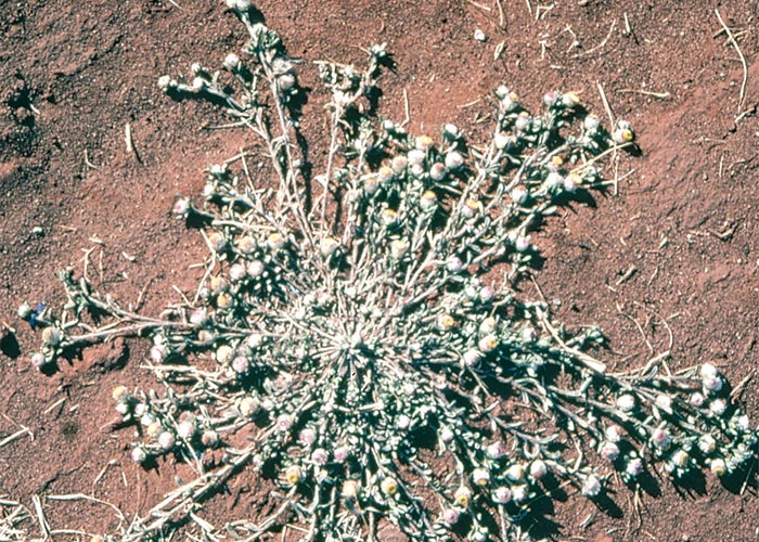 Central Nervous System