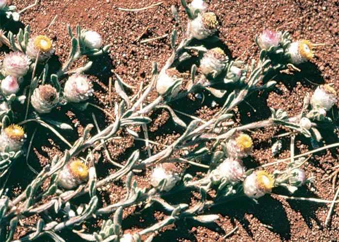 Central Nervous System