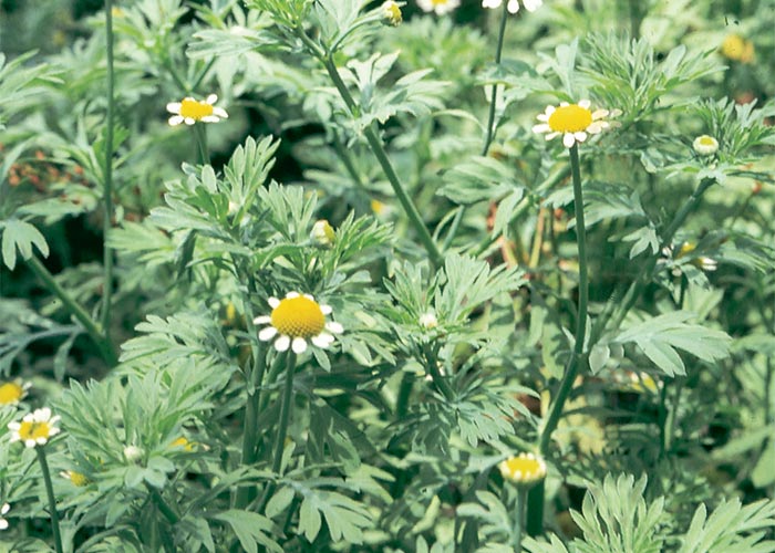 Central Nervous System