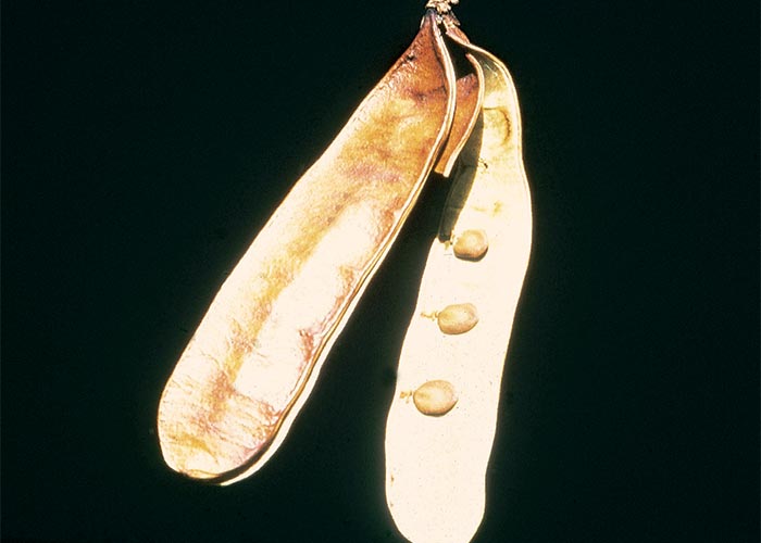 Central Nervous System