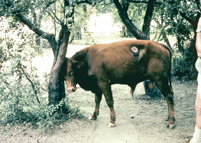 Central Nervous System
