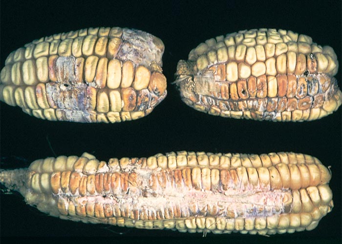 Central Nervous System