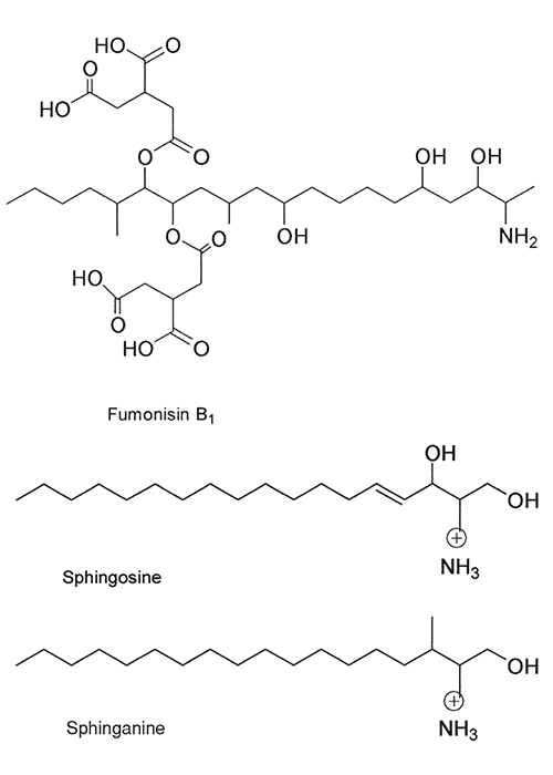 Central Nervous System