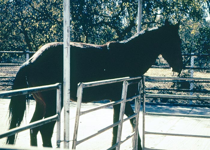 Central Nervous System