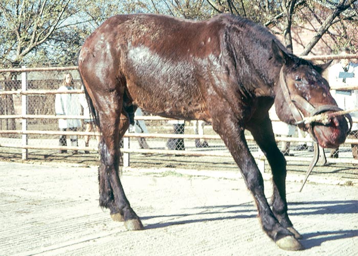 Central Nervous System