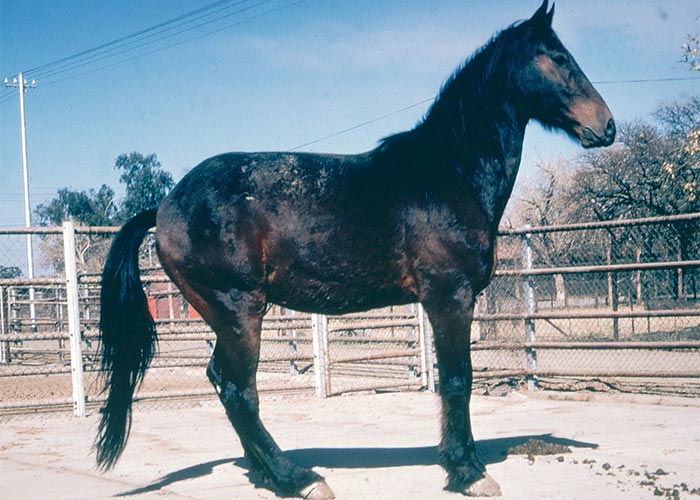 Central Nervous System