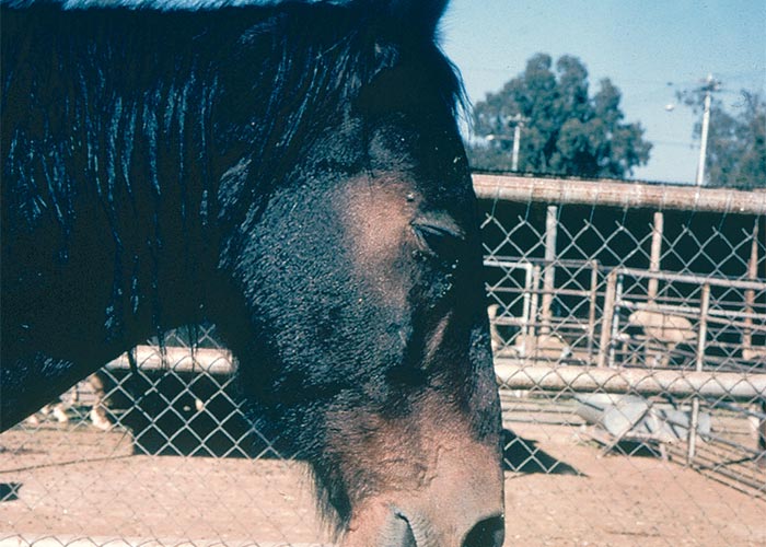 Central Nervous System