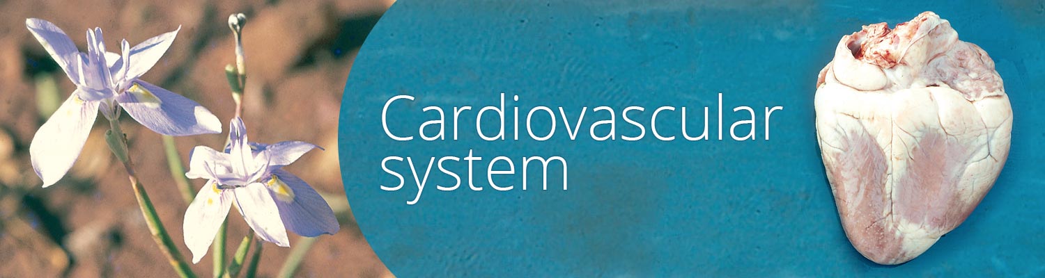 Cardiovascular system