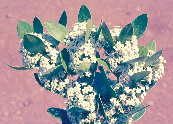 Cardiovascular system