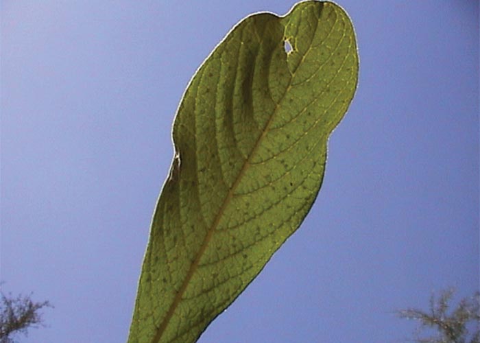Cardiovascular system